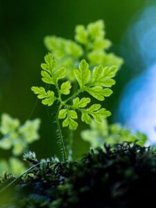 Close-up of a small leafy green plant growing upwards.